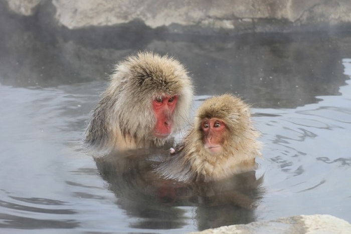 【長野】世界唯一! サルの温泉を撮影できる「地獄谷野猿公苑」がすごい