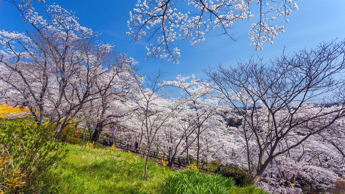 【仙台】桜の下でのんびり! 仙台の定番&穴場お花見スポット5選