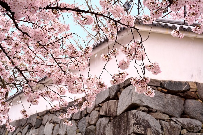 【博多】一面に広がる桜模様、花見にぴったりの桜の名所5選