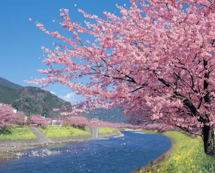 【2019年】静岡の河津桜で一足先に春満喫♪ 都内から行く3月発のバスツアー3選