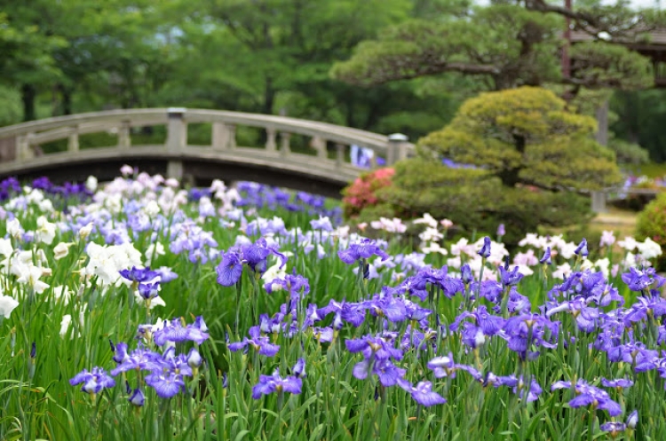 東京 初夏の風物詩 ハナショウブが観られる名所５選 おすすめ旅行を探すならトラベルブック Travelbook