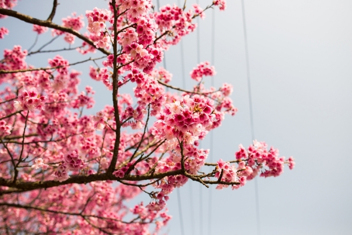 【台北】1〜3月中旬が見頃! 台北市内の”桜”花見の名所5選