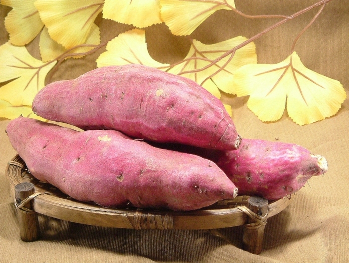 【東京】泥だらけで秋の行楽を楽しむ! 芋堀りできる農場5選