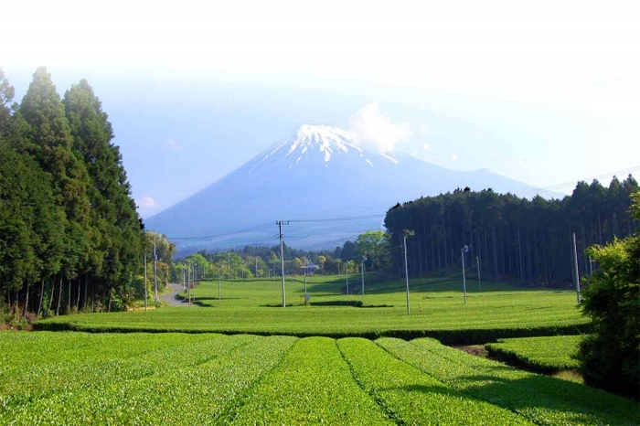【静岡】お茶摘み&手もみ茶体験できる静岡中部&東部・伊豆のスポット4選