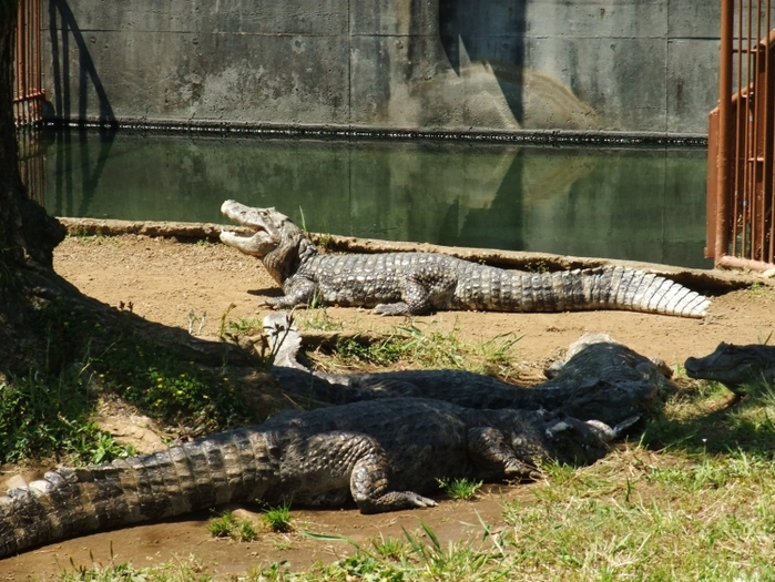 【伊豆】「熱川バナナワニ園」の魅力たっぷりガイド(割引あり) おすすめ旅行を探すならトラベルブック(TravelBook) 【伊豆】「熱川バナナワニ園」の魅力たっぷりガイド(割引あり) おすすめ旅行を探すならトラベルブック(TravelBook)