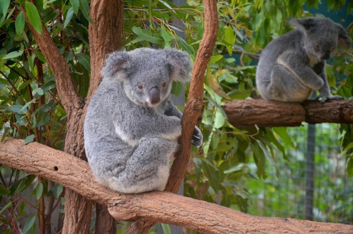 【オーストラリア】コアラを抱っこしたい夢が叶うおすすめ動物園5選 - おすすめ旅行を探すならトラベルブック(TravelBook)