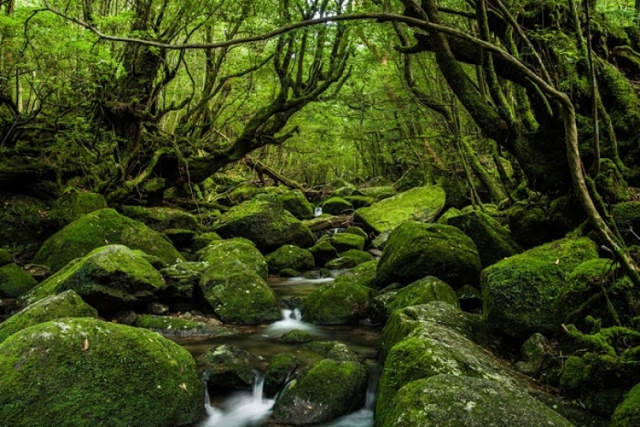 苔に覆われている癒される森の画像