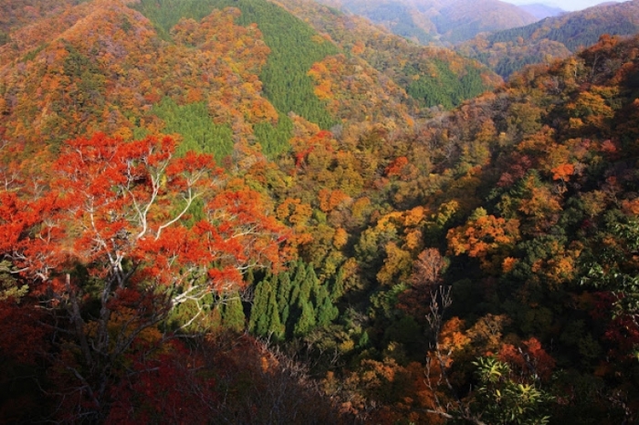 【近畿・中国・四国】紅葉名所で日本的な美に触れる登山・ハイキングツアー