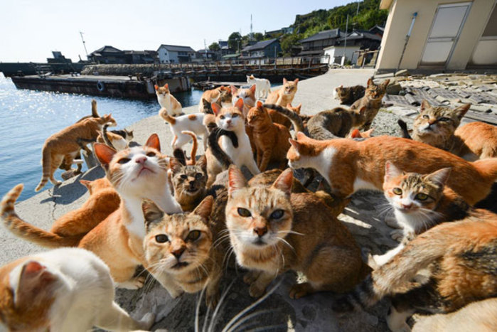 猫好きにはたまらない!一度は見ておくべき猫だらけの島「猫島」6選