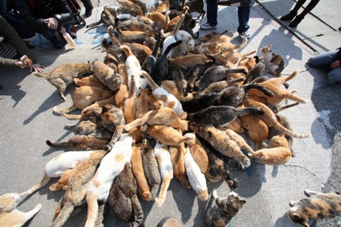 猫好きにはたまらない!一度は見ておくべき猫だらけの島「猫島」6選