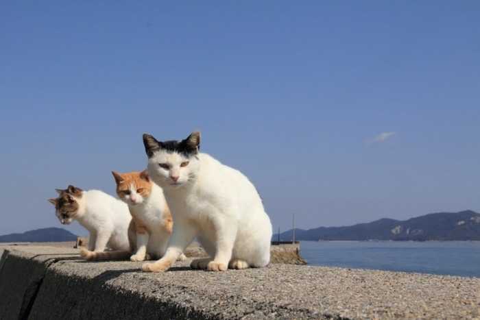 猫好きにはたまらない!一度は見ておくべき猫だらけの島「猫島」6選