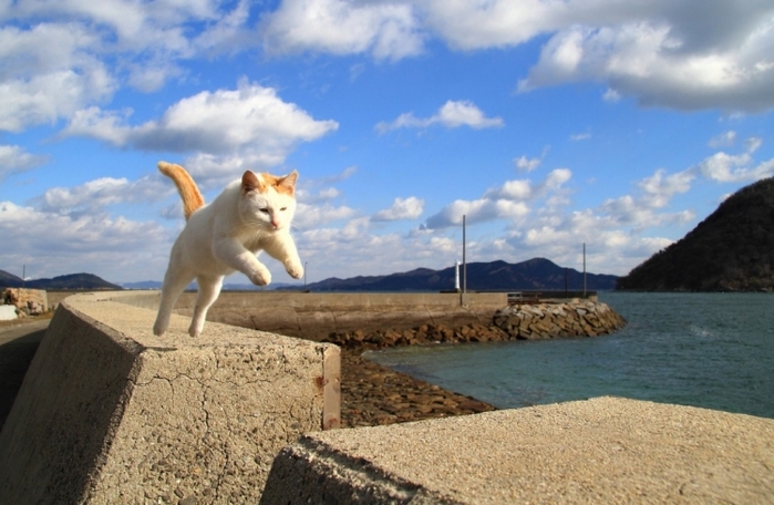 猫好きにはたまらない!一度は見ておくべき猫だらけの島「猫島」6選