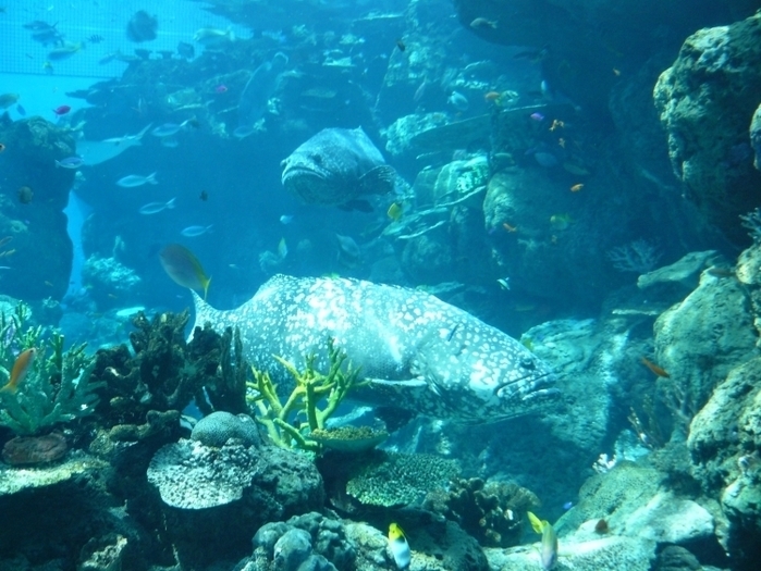 子供・家族みんなで楽しめる名古屋港水族館の見どころ&遊び場徹底ガイド