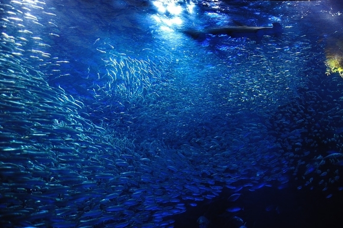 子供・家族みんなで楽しめる名古屋港水族館の見どころ&遊び場徹底ガイド