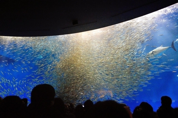 子供・家族みんなで楽しめる名古屋港水族館の見どころ&遊び場徹底ガイド