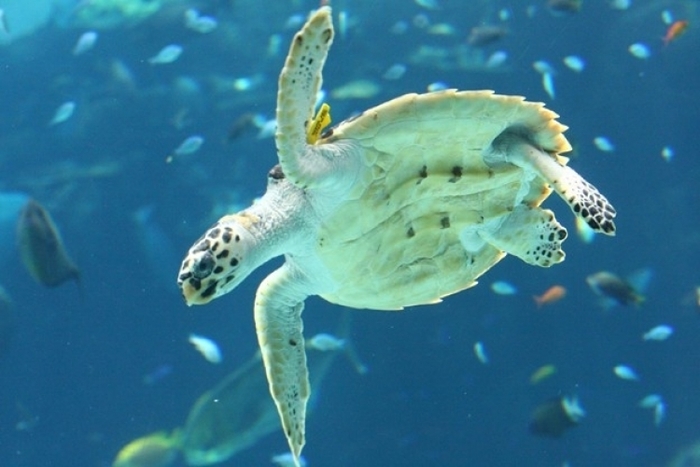 子供・家族みんなで楽しめる名古屋港水族館の見どころ&遊び場徹底ガイド