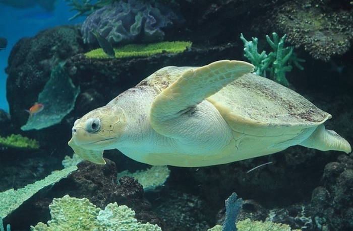 子供・家族みんなで楽しめる名古屋港水族館の見どころ&遊び場徹底ガイド