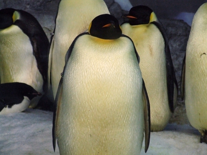 子供・家族みんなで楽しめる名古屋港水族館の見どころ&遊び場徹底ガイド