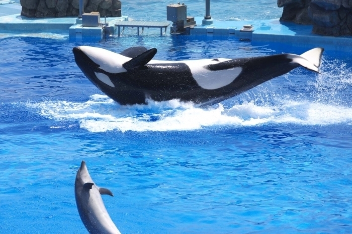 子供・家族みんなで楽しめる名古屋港水族館の見どころ&遊び場徹底ガイド