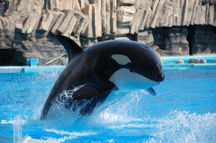 子供・家族みんなで楽しめる名古屋港水族館の見どころ&遊び場徹底ガイド