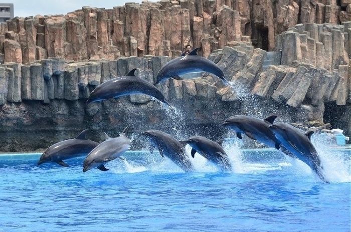 子供・家族みんなで楽しめる名古屋港水族館の見どころ&遊び場徹底ガイド