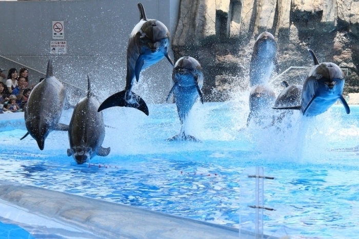 子供・家族みんなで楽しめる名古屋港水族館の見どころ&遊び場徹底ガイド