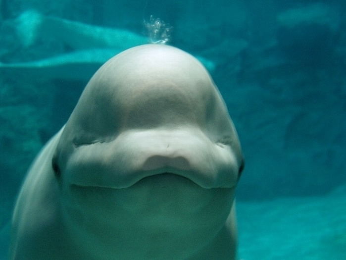子供・家族みんなで楽しめる名古屋港水族館の見どころ&遊び場徹底ガイド