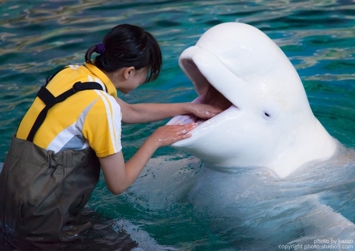 子供・家族みんなで楽しめる名古屋港水族館の見どころ&遊び場徹底ガイド