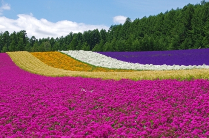 【北海道】富良野のラベンダー畑といえばココ! まるで絵本のような「ファーム富田」