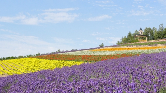 【北海道】富良野のラベンダー畑といえばココ! まるで絵本のような「ファーム富田」