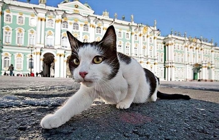 【ロシア】まるで童話の世界! 60匹の猫が住む「エルミタージュ美術館」