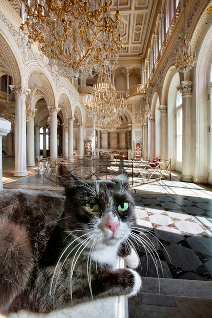 【ロシア】まるで童話の世界! 60匹の猫が住む「エルミタージュ美術館」