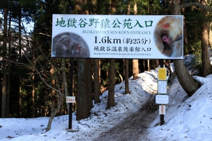 【長野】世界唯一! サルの温泉を撮影できる「地獄谷野猿公苑」がすごい