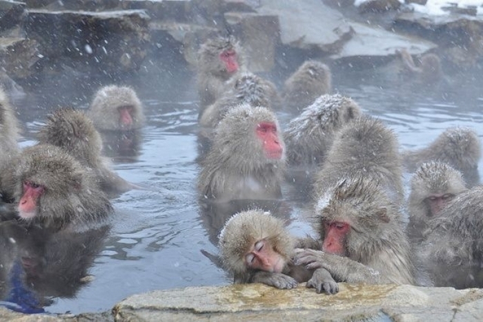 【長野】世界唯一! サルの温泉を撮影できる「地獄谷野猿公苑」がすごい