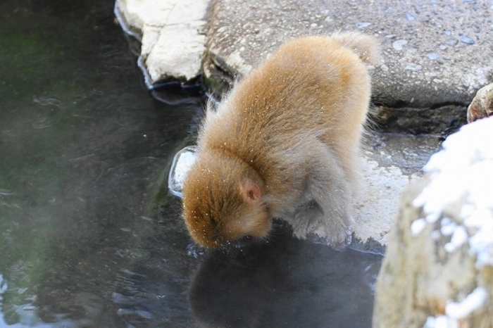 【長野】世界唯一! サルの温泉を撮影できる「地獄谷野猿公苑」がすごい
