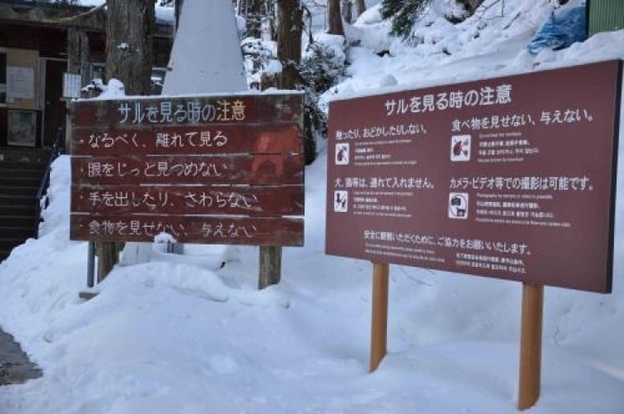 【長野】世界唯一! サルの温泉を撮影できる「地獄谷野猿公苑」がすごい