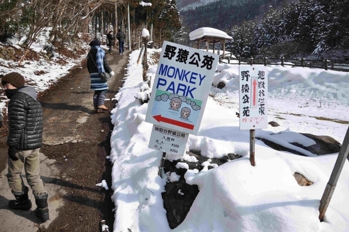【長野】世界唯一! サルの温泉を撮影できる「地獄谷野猿公苑」がすごい