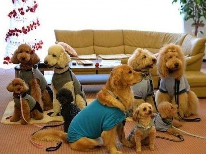 【岐阜】愛犬も愛猫も寂しくない! ペットと一緒に宿泊できるホテル10選