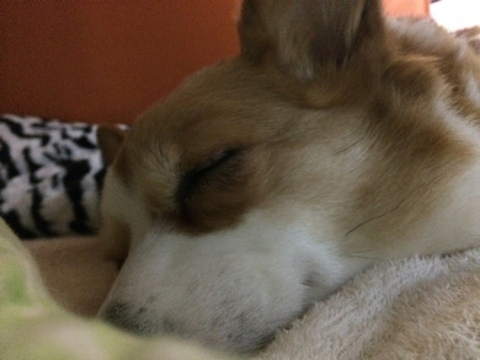 【岐阜】愛犬も愛猫も寂しくない! ペットと一緒に宿泊できるホテル10選