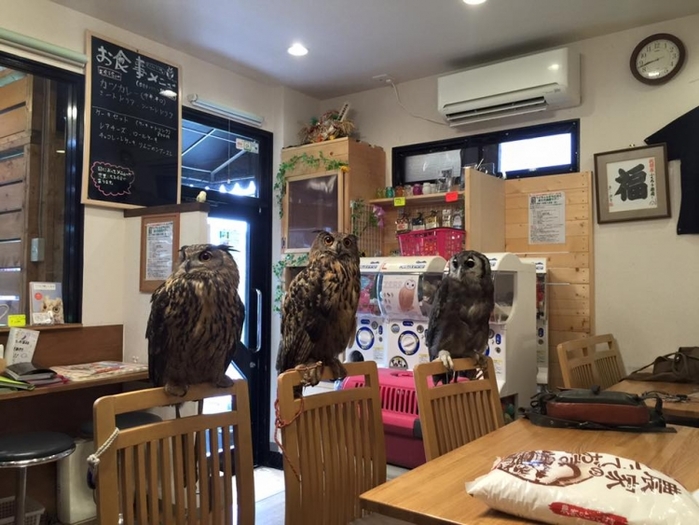 【東京】流行りはフクロウ! 都内でおすすめのフクロウカフェ17選