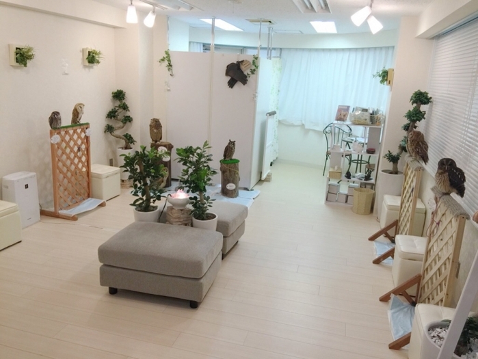 【東京】流行りはフクロウ! 都内でおすすめのフクロウカフェ17選
