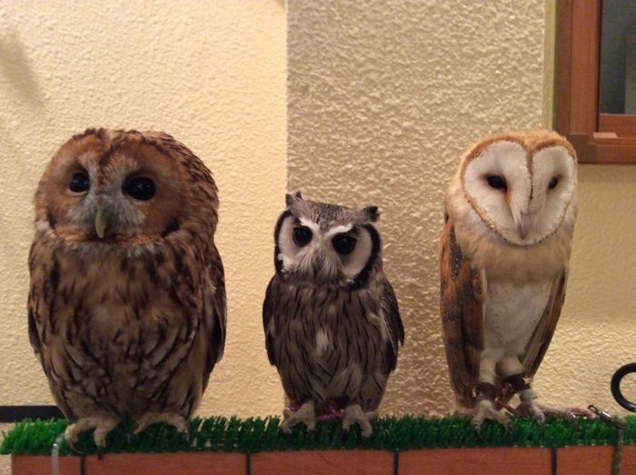 【東京】流行りはフクロウ! 都内でおすすめのフクロウカフェ17選