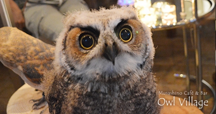 【東京】流行りはフクロウ! 都内でおすすめのフクロウカフェ17選