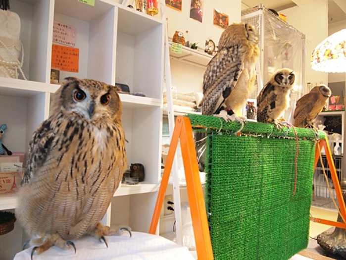 【東京】流行りはフクロウ! 都内でおすすめのフクロウカフェ17選