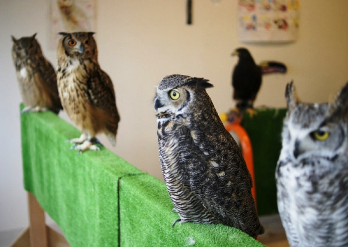 【東京】流行りはフクロウ! 都内でおすすめのフクロウカフェ17選