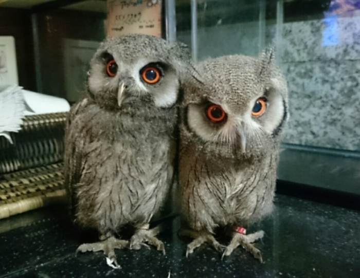 【東京】流行りはフクロウ! 都内でおすすめのフクロウカフェ17選