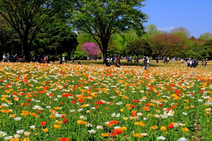 【関東】花の絨毯が歩ける、春・夏のフラワースポット15選