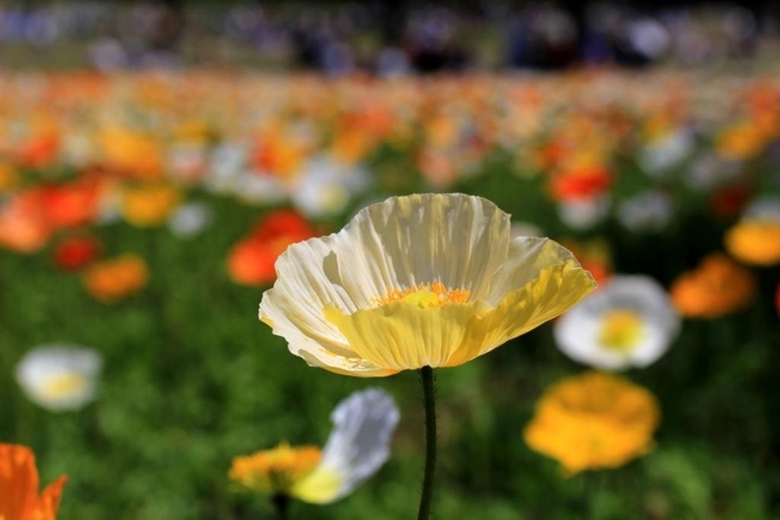 【関東】花の絨毯が歩ける、春・夏のフラワースポット15選