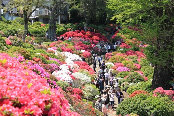 【関東】花の絨毯が歩ける、春・夏のフラワースポット15選