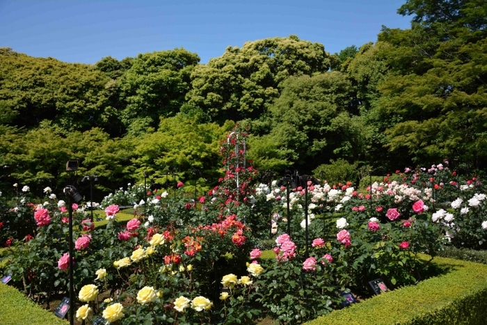 【関東】花の絨毯が歩ける、春・夏のフラワースポット15選